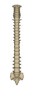 spine.gif (61841 octets)